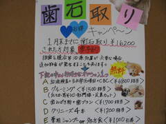 ｷｬﾝﾍﾟｰﾝ 005.JPG