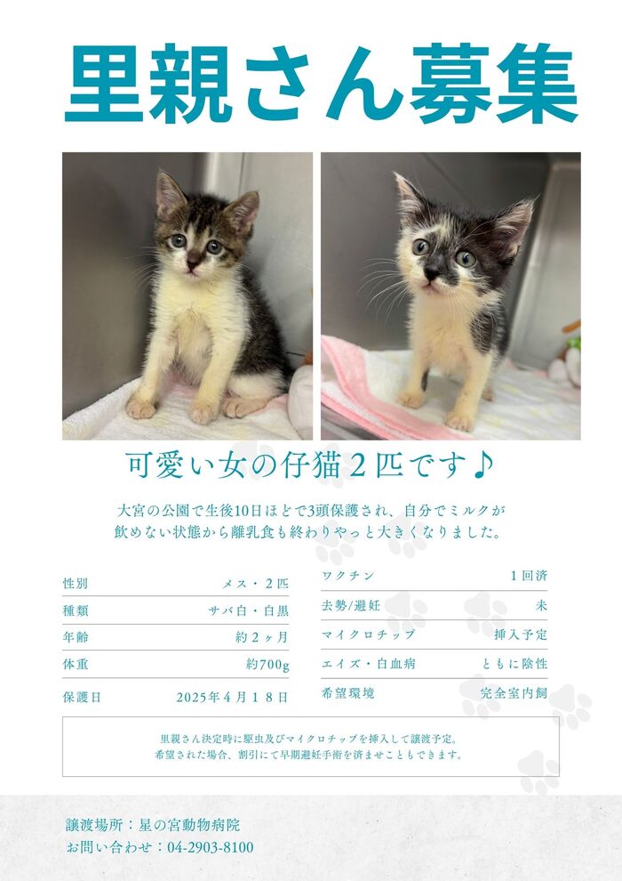 里親さん募集.jpg.jpg